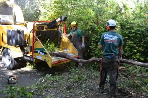 tree services Meridian Hills